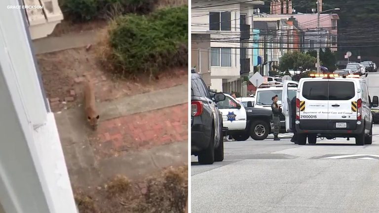 Mountain Lion Tranquilized After Standoff In San Francisco S Outer Sunset Neighb