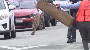 Mountain Lion Tranquilized And Released After Hours In San Francisco S Outer Sun