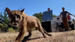 Mountain Lion Tranquilized And Released After Safe Capture In San Francisco S Su