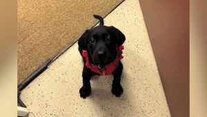 Mt Bachelor Welcomes Scribble A New Avalanche Rescue Dog In Training