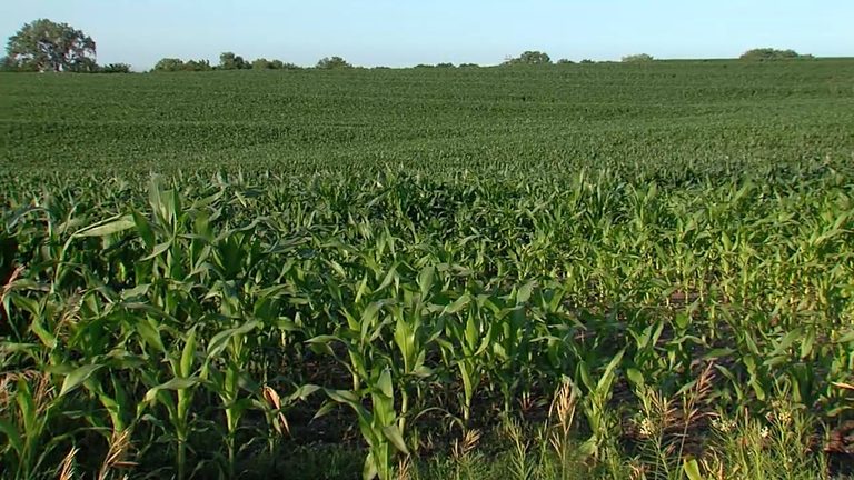 Nebraska Ranks Sixth Happiest State In New Wallethub Study