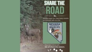 Nevada Drivers Urged To Stay Alert For Increased Deer Elk And Bear Activity This