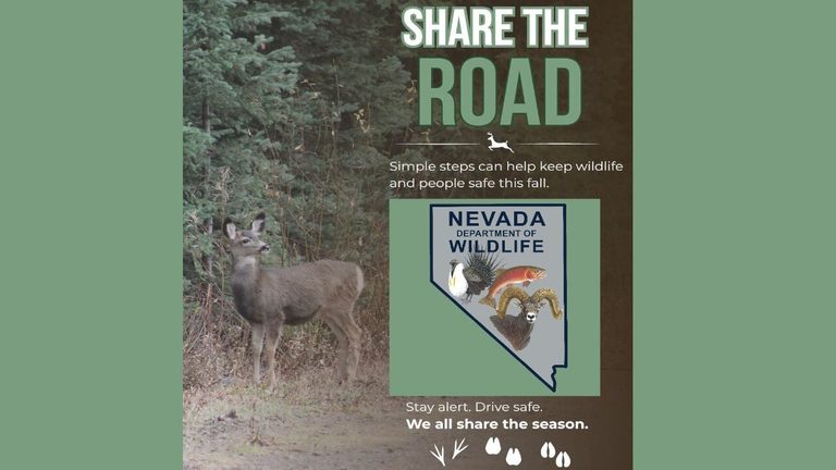 Nevada Drivers Urged To Stay Alert For Increased Deer Elk And Bear Activity This