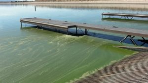 Nevada State Parks Bans Swimming At Lahontan Reservoir S Silver Springs Side Ove