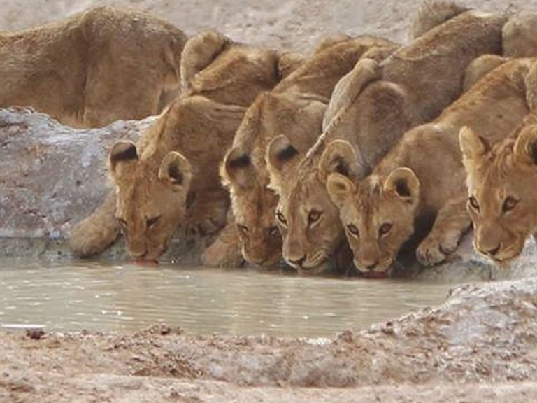 New Gps Study Shows Lions Track Hyenas Not The Reverse