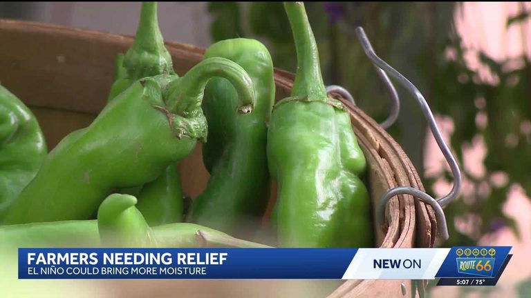 New Mexico Farmers Hope El Ni O Winter Rains Will Revive Dry Chile Crops