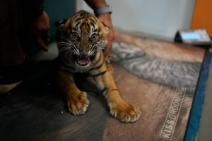 New Sumatran Tiger Cubs Arrive At Attica Zoo Boosting Global Conservation Effort
