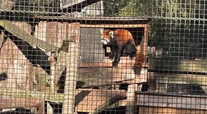 New Zoo Breaks Ground On New Red Panda Habitat Launches 6 Million Campaign
