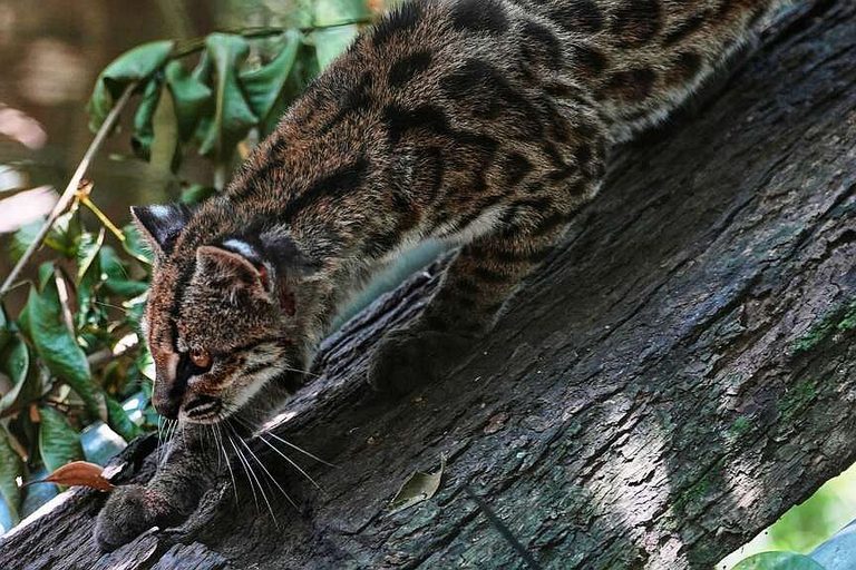 Newly Identified Bolivian Wild Cat Becomes Conservation Ambassador At Senda Verd