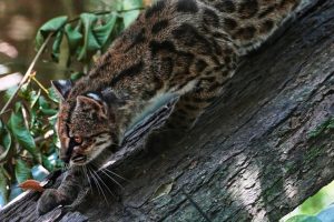 Newly Identified Tiny Wild Cat Draws Visitors To Bolivia Sanctuary