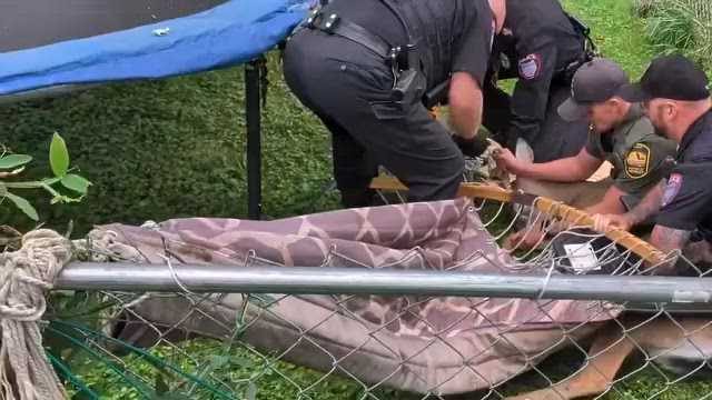 North Canton Police Free Deer Tangled In Backyard Hammock