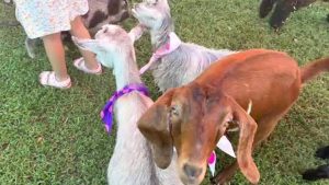 North Carolina Mother Urges Rabies Vaccinations After Petting Zoo Goat Exposure