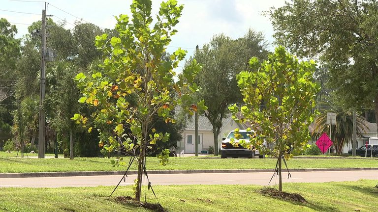 North Port Plants 85 New Trees On Sumter Boulevard To Replace Hurricane Ian Loss
