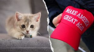 Nyc Kitten Rescue Defends Political Screening Policy Amid Peta Criticism