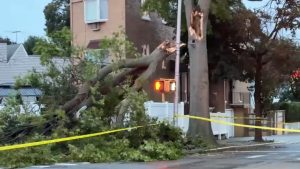Nycha Maintenance Supervisor Killed By Falling Tree At Cypress Hills Houses