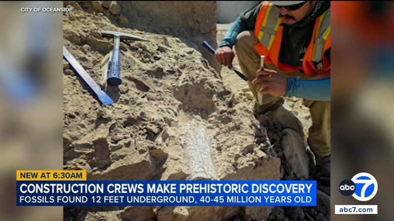 Oceanside Construction Uncovers 45 Million Year Old Thunder Beast Fossils