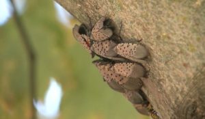 Ohio S 88 Counties Under Quarantine As Spotted Lanternfly Peaks This Fall