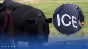 Oklahoma Cattlemen Warn Ice Raids Disrupt Beef Supply Chain Raise Prices