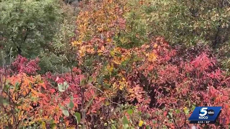 Oklahoma Fall Foliage Map Highlights Best Spots Amid Drought Concerns