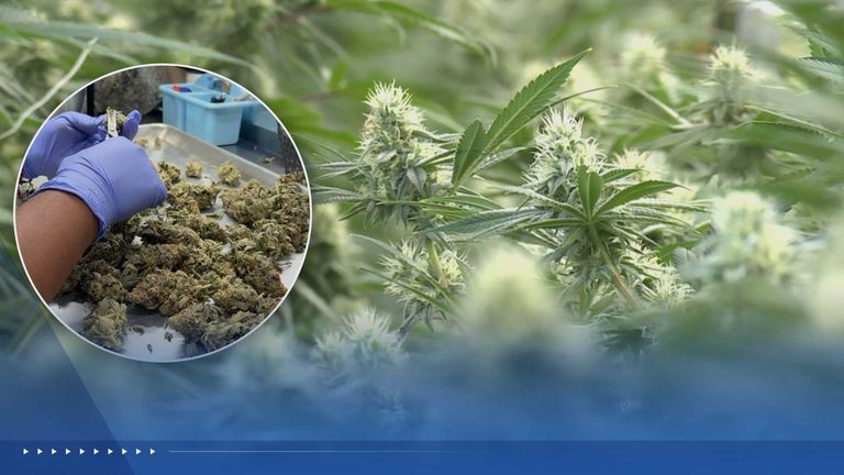 Oklahoma S Medical Cannabis Industry Shrinks 85 As State Crackdown Targets Illeg