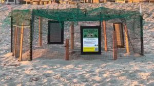 Olive Ridley Sea Turtle Nests On Seal Beach And Huntington Beach First West Coas