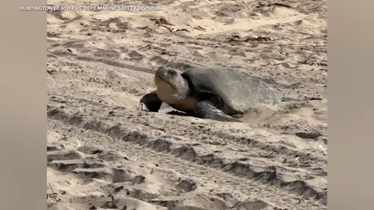 Olive Ridley Sea Turtle Nests Twice On Orange County Beaches First West Coast Re