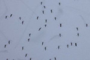 Orange County Expands Mosquito Control After Three Local Dengue Cases