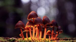 Oregon Health Authority Halts Proposed Psilocybin License Fee Increases