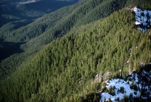 Oregon Towns Warn Logging Expansion Threatens Drinking Water And Budgets