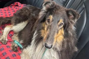 Osage Family S Dog Duke Returns After 16 Days Lost In Becker County Woods