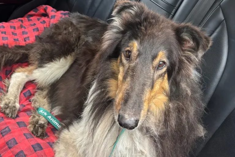 Osage Family S Dog Duke Returns After 16 Days Lost In Becker County Woods