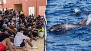 Outrage In Ceuta After Migrants Lift And Strike Young Dolphin On Beach