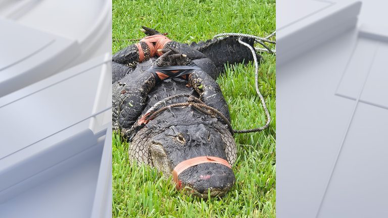 Palmetto Couple Encounters 8 Foot Alligator Under Driveway After Moving From Phi