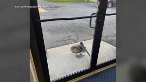 Panama City Noaa Staff Rescue Tangled Pelican Bird Flies Free After Care
