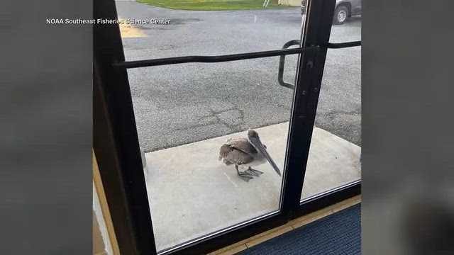 Panama City Noaa Staff Rescue Tangled Pelican Bird Flies Free After Care
