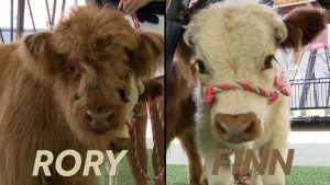 Paristown Welcomes Scottish Highland Calves Finn And Rory Linking Kids To Farm L