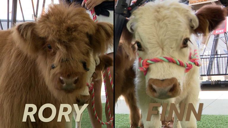 Paristown Welcomes Scottish Highland Calves Finn And Rory Linking Kids To Farm L