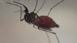 Pasco County Commissioners Declare Local Emergency Over Rising Dengue Cases