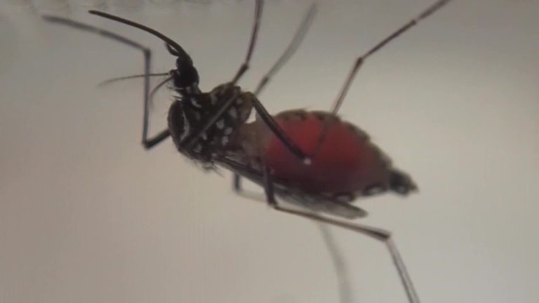 Pasco County Commissioners Declare Local Emergency Over Rising Dengue Cases