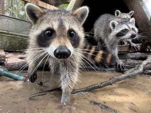 Pass Christian Wildlife Center Trains Orphaned Raccoon Kits For Survival