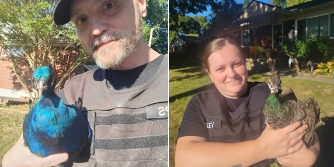 Peafowl Rescued In Lexington S Port Royal Neighborhood Taken To Animal Shelter