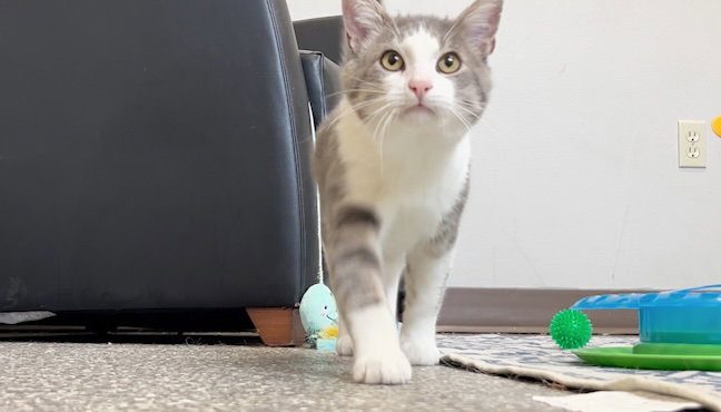 Perry The Friendly Cat Seeks A Forever Home At Brightside Animal Center In Redmo