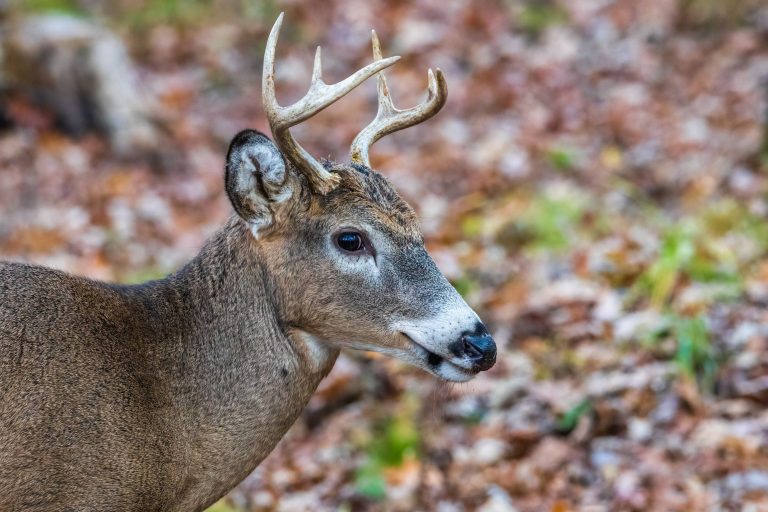 The Stag — Overland Park