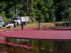 Cranberry Bog County Nature Preserve — Brookhaven