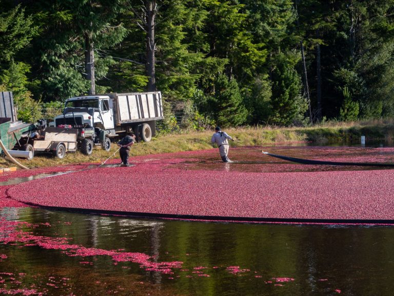 Cranberry Bog County Nature Preserve — Brookhaven