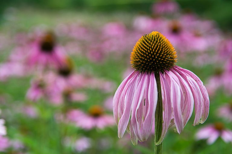 Coneflower Creamery — Omaha