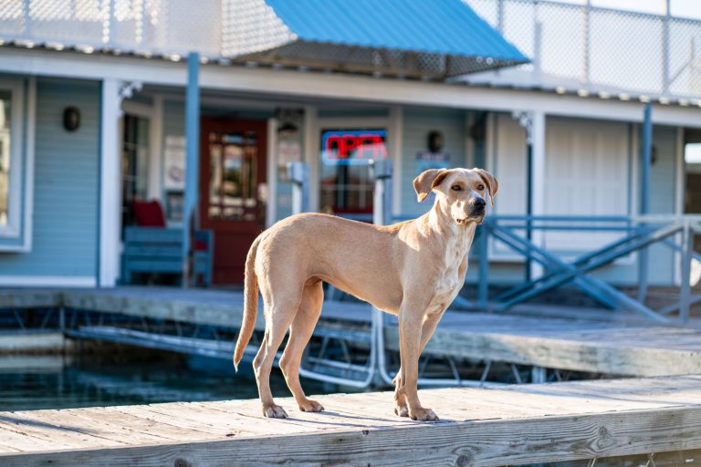 Hofmann Hounds — Carrollton