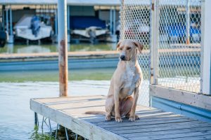 Dog River Marina — Mobile
