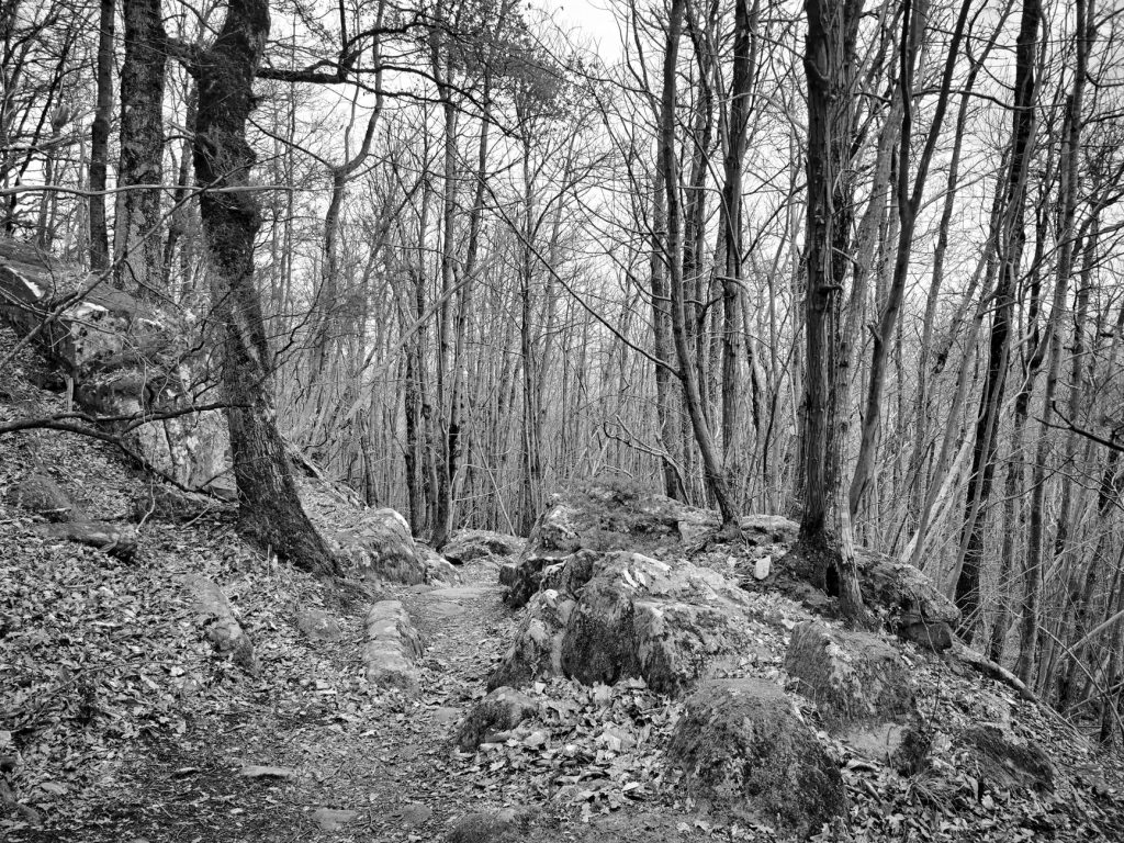 Rocky Branch Trail at Lake Leatherwood — Springdale