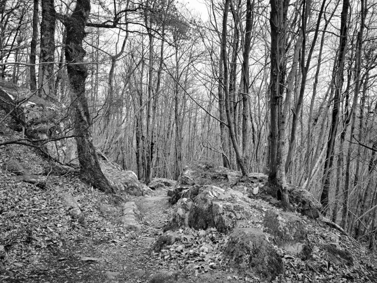 Rocky Branch Trail at Lake Leatherwood — Springdale
